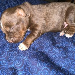 Reed - Red tri-color male Australian Shepherd puppy in Albertville, Alabama from Salt Creek Aussies