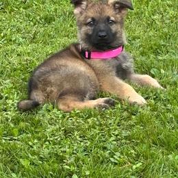 Pink collar female - Sable female German Shepherd puppy in Ann Arbor, Michigan from Von Der Havier German Shepherds