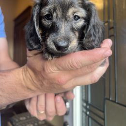 Dachshund Puppies from Loveland Doxies