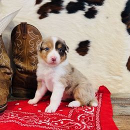 'Bell' - Red merle female Australian Shepherd puppy in Durand, Wisconsin from Larson’s Legacy Aussome Aussie Kennels