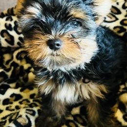 Yorkshire Terriers from Satcher's Hub
