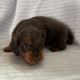 Milo - Blue and tan male Dachshund puppy in Hillsville, Virginia from Bonderosa Kennels