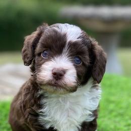 Male 1 - Brown and white male Aussiedoodle puppy in Spring Hill, Tennessee from Duke's Mini & Toy Australian Shepherds & Aussiedoodles