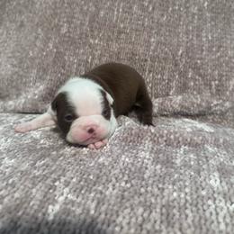 Marley - Red male Boston Terrier puppy in Spokane Valley, Washington from Saltese Acres Boston Terriers