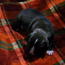 Girl 4 - Brindle female Boxer puppy in Temple, Georgia from B&B Boxers