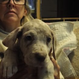 Cardigan Welsh Corgi and Great Dane Puppies from Red Oak Farm and Kennel