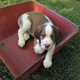 Purple Collar Male - Tri-Roan male English Springer Spaniel puppy in Henagar, Alabama from Windy Oak Kennels