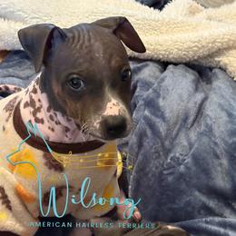 Roman - White and black male American Hairless Terrier puppy in Smith Center, Kansas from Wilsong Kennel