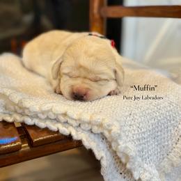 Muffin - Yellow female Labrador Retriever puppy in Cinebar, Washington from Pure Joy Labradors and Mini Dachshunds