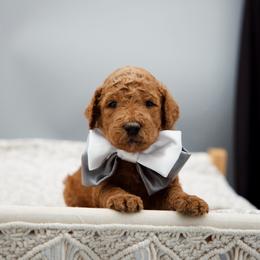Navy collar boy - Red  male Goldendoodle puppy in Spokane, Washington from Beloved_doodles_WA