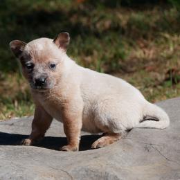 Morticia - Red mottled female Australian Cattle Dog puppy in Buffalo Valley, Tennessee from Buffalo Valley Breeders