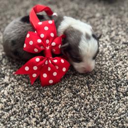 Girl 1 - Black and tan female Corgipoo puppy in Junction, Utah from Sugar Doodles