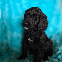 Dasher - Black and white male Bernedoodle puppy in Eatonville, Washington from Mt. Rainier Doodle Dogs