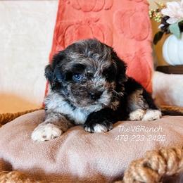 Patrick - Silver male Shichon puppy in Sulphur Bluff, Texas from V6 Ranch Dogs