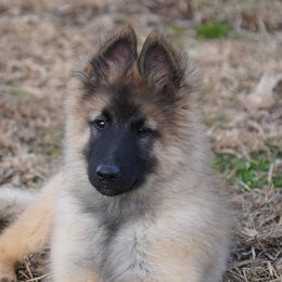 Aiden - Mahogany and black male Belgian Tervuren puppy in South Point, Ohio from Aftershock Belgians