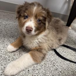 Blue - Red merle male Australian Shepherd puppy in Bethel, Minnesota from Aussie Tree-O