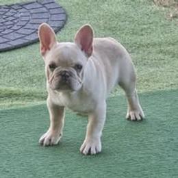 French Bulldog Puppies from Reds Frenchies