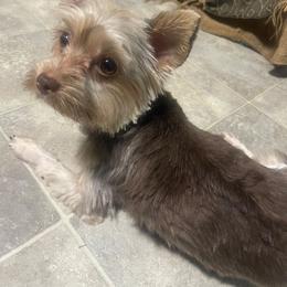 Katie bug - Yorkshire Terrier