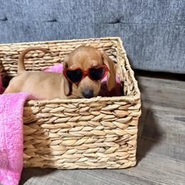 Opal - Red female Dachshund puppy in Crossville, Tennessee from Golden Critter Farm