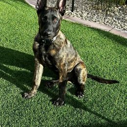 Dutch Shepherd Puppies from Westberg Working Dogs