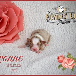 Yvonne - Red merle female Miniature Australian Shepherd puppy in Madisonville, Texas from Flying LL Aussies