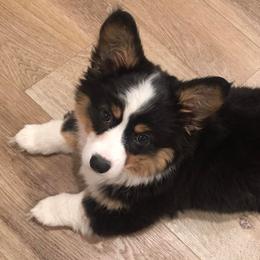 American Corgis and Pembroke Welsh Corgis from The Comma Corgis