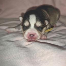 Yellow Girl - Silver and white female Pomsky puppy in Kennewick, Washington from Nebula Ranch Pomskies