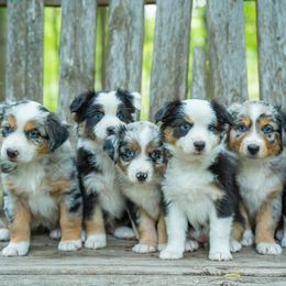 Miniature American Shepherd puppies from Impression Dogs