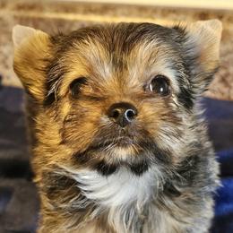 Blondie - Gold female Yorkshire Terrier puppy in Jamestown, Tennessee from Royal  Furbabies