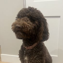 Oakley - Goldendoodle