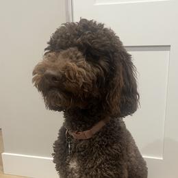Oakley - Goldendoodle