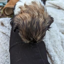 Shih Tzu Puppies from We Shih Tzu Not!