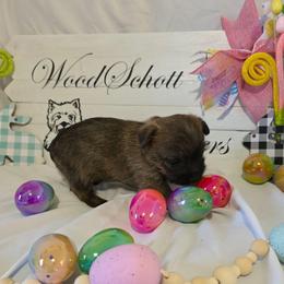 Mr Gray - Red brindle male Cairn Terrier puppy in Savannah, Missouri from WoodSchott Cairn Terriers