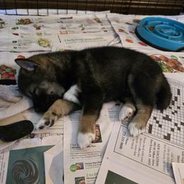 Shiba Inu Puppies from ScrapiShibas