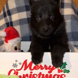 Dark Blue - Black male German Shepherd puppy in Columbus, Georgia from Blue Phoenix Shepherds