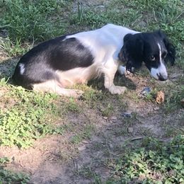 Dachshund and Pug Puppies from Wiggle'n V Ranch