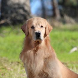 Maui - Golden Retriever