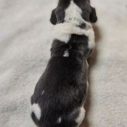 Bambi - Blue tan and white male Basset Hound puppy in Valley, Washington from Enchanted Valley Paws