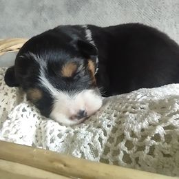 Pembroke Welsh Corgi Puppies from Cedar Trail Corgis