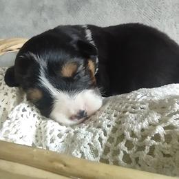 Pembroke Welsh Corgi Puppies from Cedar Trail Corgis