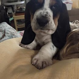 Basset Hound Puppies from Houndful Hearts
