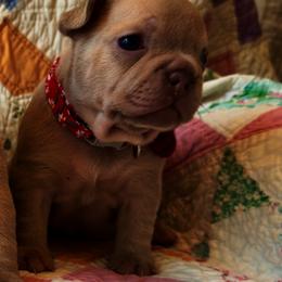 Macie - Liver female French Bulldog puppy in Paso Robles, California from Laurelwood Frenchies CA