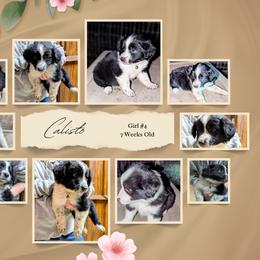 Australian Shepherd and Great Dane Puppies from AEW Farm