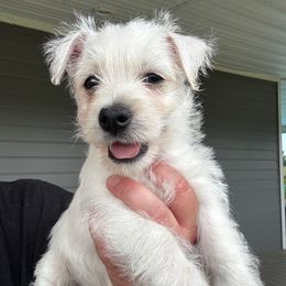 Boy 3. no collar - White male West Highland White Terrier puppy in Cullman, Alabama from Twin Lake Westies