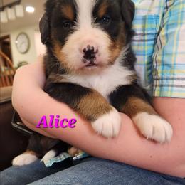 Alice - Black rust and white female Bernese Mountain Dog puppy in Auburn, Indiana from Swamp Creek Berners