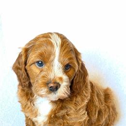 Nutmeg - Brown male Cavapoo puppy in Syracuse, Utah from Just Doodling Dogs