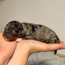 Timber - Merle male Cockapoo puppy in Fortuna, California from Dalton Poodles and Doodles