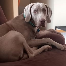 Trigger - Weimaraner