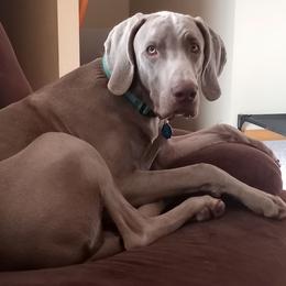 Trigger - Weimaraner