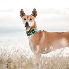 Echo  - Vietnamese Phu Quoc Ridgeback